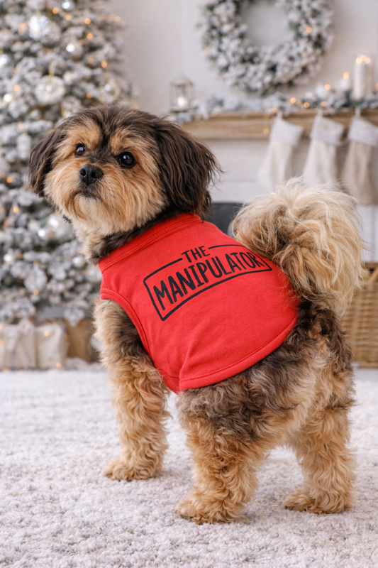Low-Bulk Winter Warmth for Apartment Dogs: Stay Cozy Without the Puff