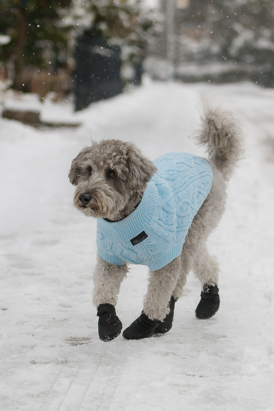 How to Protect Your Pet from the Cold Weather in Style