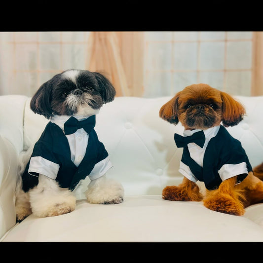 Pet Fashion for Weddings: Elegant Looks for Your Furry Friend