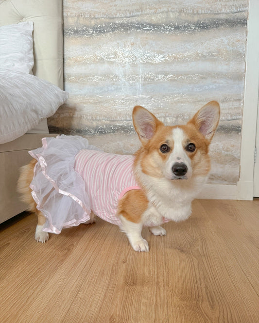 How to Dress Your Pet for Valentine's Day: Complete Guide with Style and Love