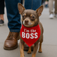 Parisian Pet 'I'm The Boss' Bandana for Dogs & Cats - Trendy, Comfortable, Funny Red Pet Bandana, Fashionable Dog & Cat Accessory