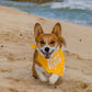 Parisian Pet 'Born to Run' Bandana - Fashionable, Soft, Comfortable Yellow Bandana for Dogs & Cats