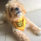 Parisian Pet 'Tougher Than I Look' Bandana - Comfortable, Stylish Yellow Dog & Cat Bandana, Trendy Design