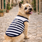 Dobaz 'Anchor Dog Tank Top' for Dogs & Cats - Fashionable and Breathable Summer Shirt, Perfect Nautical Pet Apparel for Small Breeds, Navy & White Stripes