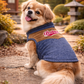 Dobaz 'Denim Suede Dog Jacket' for Dogs & Cats - Cozy and Fashionable Cold Weather Apparel, Durable and Chic Design, Blue & Tan