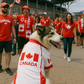Parisian Pet 'Team Canada' Jersey for Dogs & Cats – Canada Flag-Inspired Pet Outfit, Soccer Fan Apparel for Dogs & Cats, Red and White Design