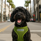 Parisian Pet 'Freedom Harness Green' for Dogs & Cats – Customizable Green Pet Harness, Soft and Durable Dog Harness for Walking
