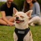 Parisian Pet 'Freedom Harness Black' for Dogs & Cats – Adjustable, Durable, Comfortable Black Dog Harness