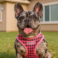 Parisian Pet ''Freedom Harness Pink Houndstooth' Dog & Cat Shirt – Fashionable Pink Houndstooth Pet Apparel, Comfortable & Machine Washable