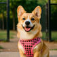 Parisian Pet ''Freedom Harness Pink Houndstooth' Dog & Cat Shirt – Fashionable Pink Houndstooth Pet Apparel, Comfortable & Machine Washable