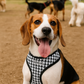 Parisian Pet 'Freedom Harness Black Houndstooth' for Dogs & Cats – Durable Adjustable Houndstooth Design Pet Harness, Black