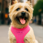 Parisian Pet 'Freedom Harness' for Dogs & Cats – Comfortable and Customizable Neon Pink Harness