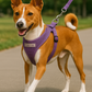 Parisian Pet 'Freedom Harness Lilac' for Dogs & Cats – Comfortable and Durable Adjustable Lilac Pet Harness, Customizable Fit