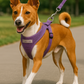 Parisian Pet 'Freedom Harness Lilac' for Dogs & Cats – Comfortable and Durable Adjustable Lilac Pet Harness, Customizable Fit