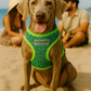 Parisian Pet 'Sport Net Harness' for Dogs & Cats – Comfortable Green & Blue Mesh Dog Harness-Saint Patrick's Day