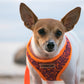 Parisian Pet 'Sport Net Harness' for Dogs & Cats – Comfortable & Adjustable Mesh Harness, Orange & Blue