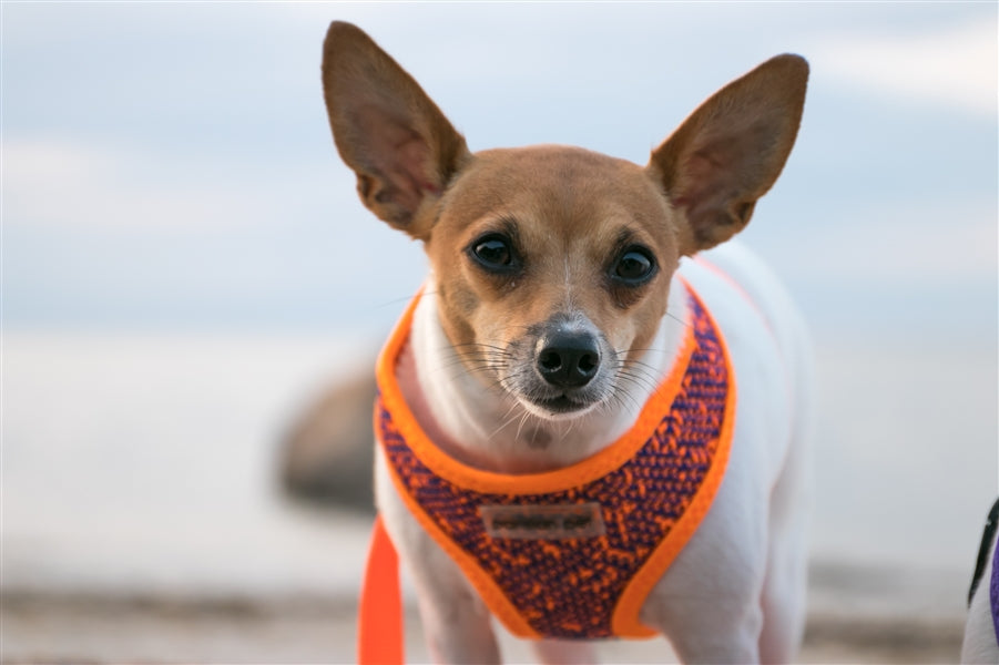 Parisian Pet 'Sport Net Harness' for Dogs & Cats – Comfortable & Adjustable Mesh Harness, Orange & Blue