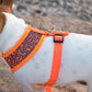 Parisian Pet 'Sport Net Harness' for Dogs & Cats – Comfortable & Adjustable Mesh Harness, Orange & Blue