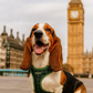 Parisian Pet 'Freedom Harness Scottish' for Dogs & Cats – Comfortable Adjustable Plaid Dog Harness, Durable Design, Green & Blue