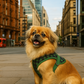Parisian Pet 'Freedom Harness Scottish' for Dogs & Cats – Comfortable Adjustable Plaid Dog Harness, Durable Design, Green & Blue