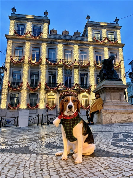 Parisian pet harness discount