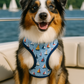 Parisian Pet 'Adjustable Sail Boat Pet Harness with Secure Fit' for Dogs & Cats – Blue