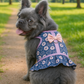 Parisian Pet 'Midnight Blossoms' for Dogs & Cats – Dark Blue with Flowers