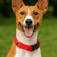 Parisian Pet 'Nylon Collar' for Dogs & Cats – High-Quality Red Nylon Collar -Valentine's Day
