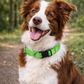 Parisian Pet 'Nylon Collar' for Dogs & Cats – Adjustable Green Pet Collar, Durable Nylon Design