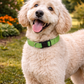 Parisian Pet 'Nylon Collar' for Dogs & Cats – Adjustable Green Pet Collar, Durable Nylon Design