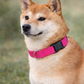 Parisian Pet 'Nylon Collar' for Dogs & Cats – Comfortable Durable Pink Pet Collar, Adjustable Nylon Design-Valentine's Day