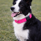 Parisian Pet 'Nylon Collar' for Dogs & Cats – Comfortable Durable Pink Pet Collar, Adjustable Nylon Design-Valentine's Day
