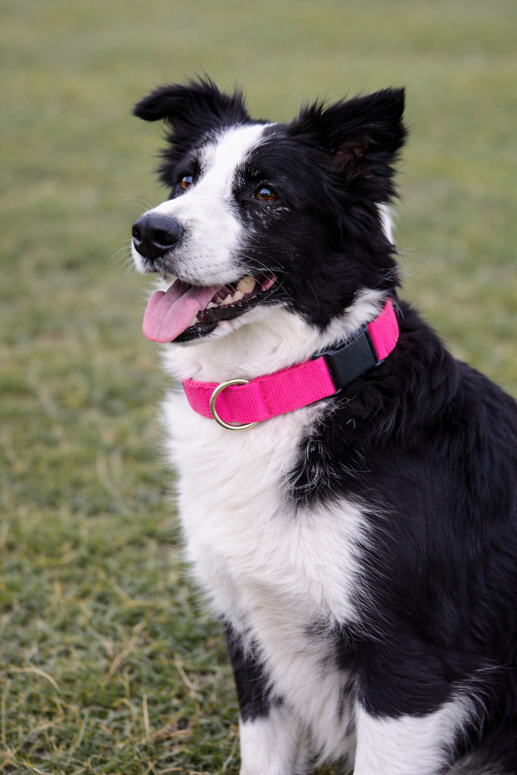 Parisian Pet 'Nylon Collar' for Dogs & Cats – Comfortable Durable Pink Pet Collar, Adjustable Nylon Design-Valentine's Day