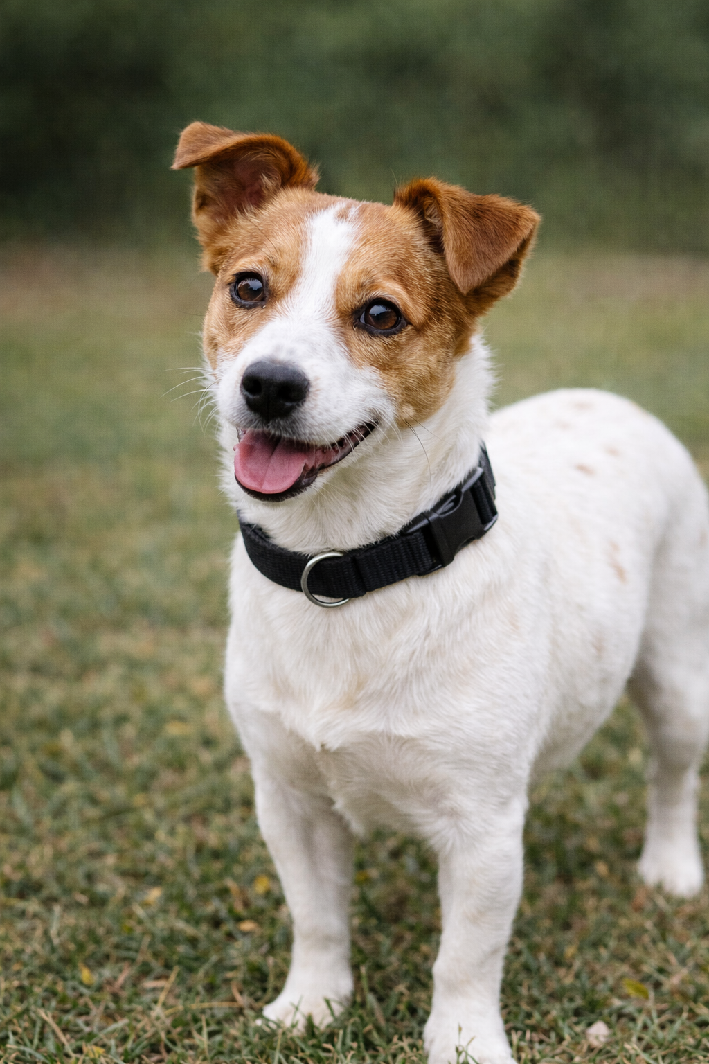 Parisian Pet 'Nylon Collar' for Dogs & Cats – Comfortable Adjustable Black Collar, Durable Nylon for Pets