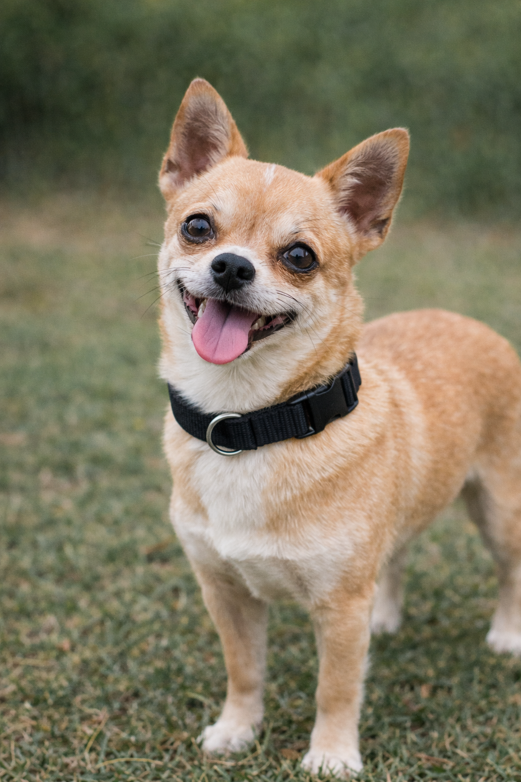 Parisian Pet 'Nylon Collar' for Dogs & Cats – Comfortable Adjustable Black Collar, Durable Nylon for Pets