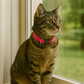Parisian Pet 'Nylon Collar' for Dogs & Cats – Comfortable Pink Collar for Small Dogs, Adjustable Fit