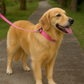 Parisian Pet 'Nylon Collar' for Dogs & Cats – Comfortable Pink Collar for Small Dogs, Adjustable Fit