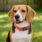 Parisian Pet 'Nylon Collar' for Dogs & Cats – Comfortable Pink Collar for Small Dogs, Adjustable Fit