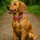 Parisian Pet 'Nylon Collar' for Dogs & Cats – Comfortable Pink Collar for Small Dogs, Adjustable Fit