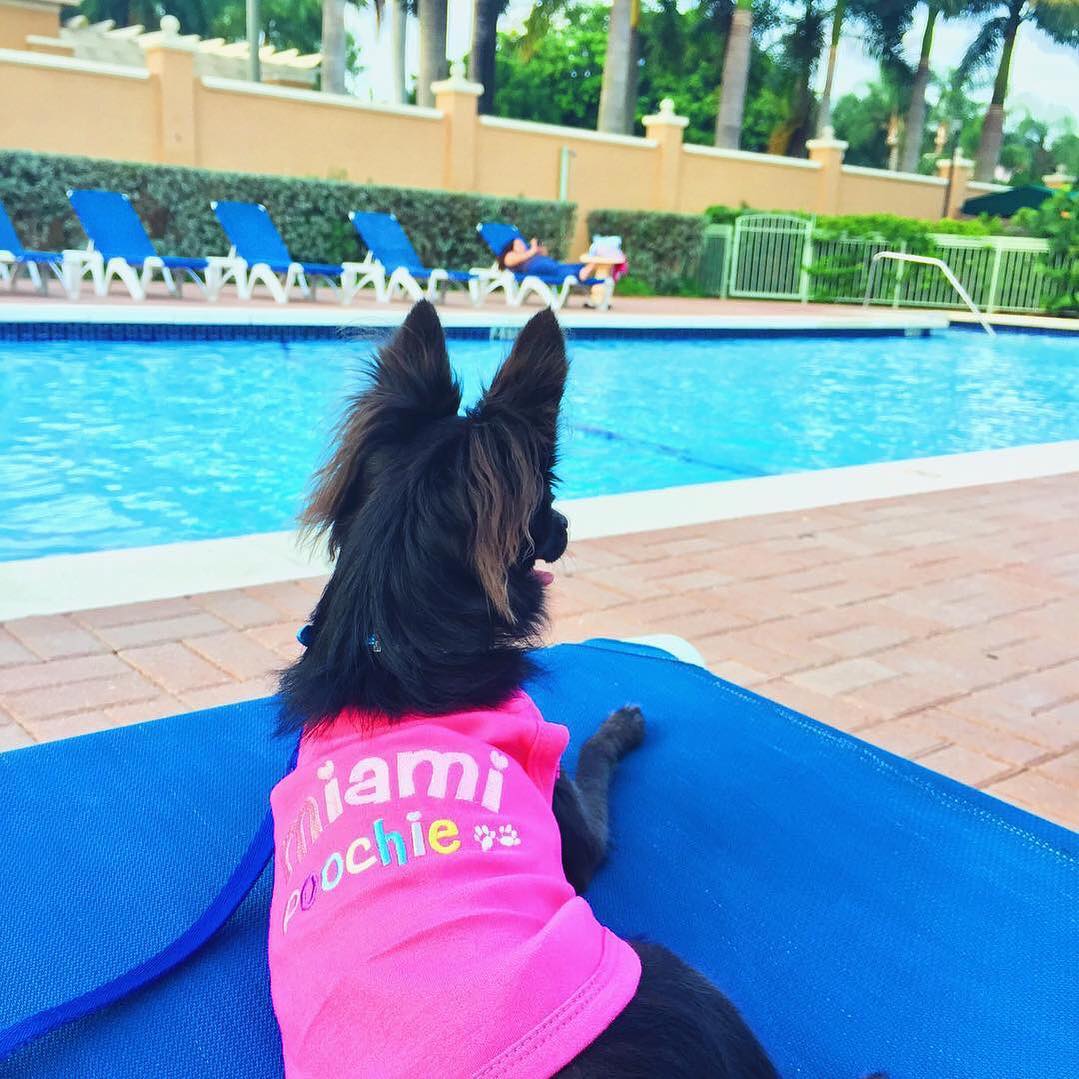 Parisian Pet 'Miami Poochie' Dog & Cat Shirt – Trendy Embroidered Vacation Dog T-Shirt, Comfortable & Machine Washable – Pink