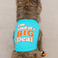 Parisian Pet 'I'm Kind of a Big Deal' Humorous Dog Shirt – Embroidered Graphic Pet T-Shirt for Dogs & Cats, Light Blue