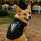 Parisian Pet 'Tuxedo' Stylish Dog Outfit – Premium Cotton Formal Wear for Special Occasions, Black