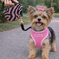 Parisian Pet 'Crystal Retractable Leash Zebra Pink' for Dogs & Cats – 16-Foot Retractable Leash with Zebra Print