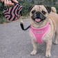 Parisian Pet 'Crystal Retractable Leash Zebra Pink' for Dogs & Cats – 16-Foot Retractable Leash with Zebra Print
