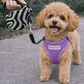Parisian Pet 'Crystal Retractable Leash Zebra Silver' for Dogs & Cats – Durable, High-Quality Silver Pet Leash with Ergonomic Handle