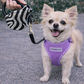 Parisian Pet 'Crystal Retractable Leash Zebra Silver' for Dogs & Cats – Durable, High-Quality Silver Pet Leash with Ergonomic Handle
