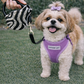 Parisian Pet 'Crystal Retractable Leash Zebra Silver' for Dogs & Cats – Durable, High-Quality Silver Pet Leash with Ergonomic Handle