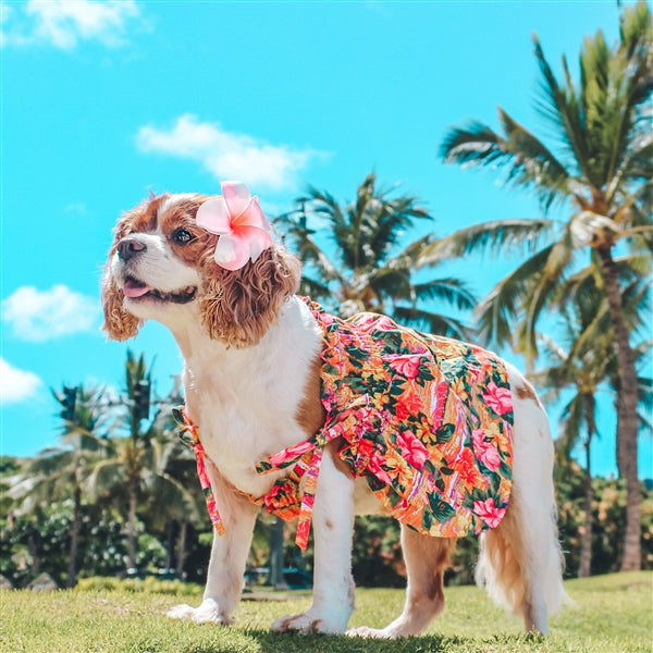 Parisian Pet Hawaiian Dress
