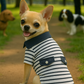Parisian Pet 'Preppy Boy Polo' Dog & Cat T-Shirt – Trendy Cotton Polo Shirt, Comfortable & Lightweight, Blue White Stripes-Valentine's Day