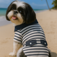 Parisian Pet 'Preppy Boy Polo' Dog & Cat T-Shirt – Trendy Cotton Polo Shirt, Comfortable & Lightweight, Blue White Stripes-Valentine's Day